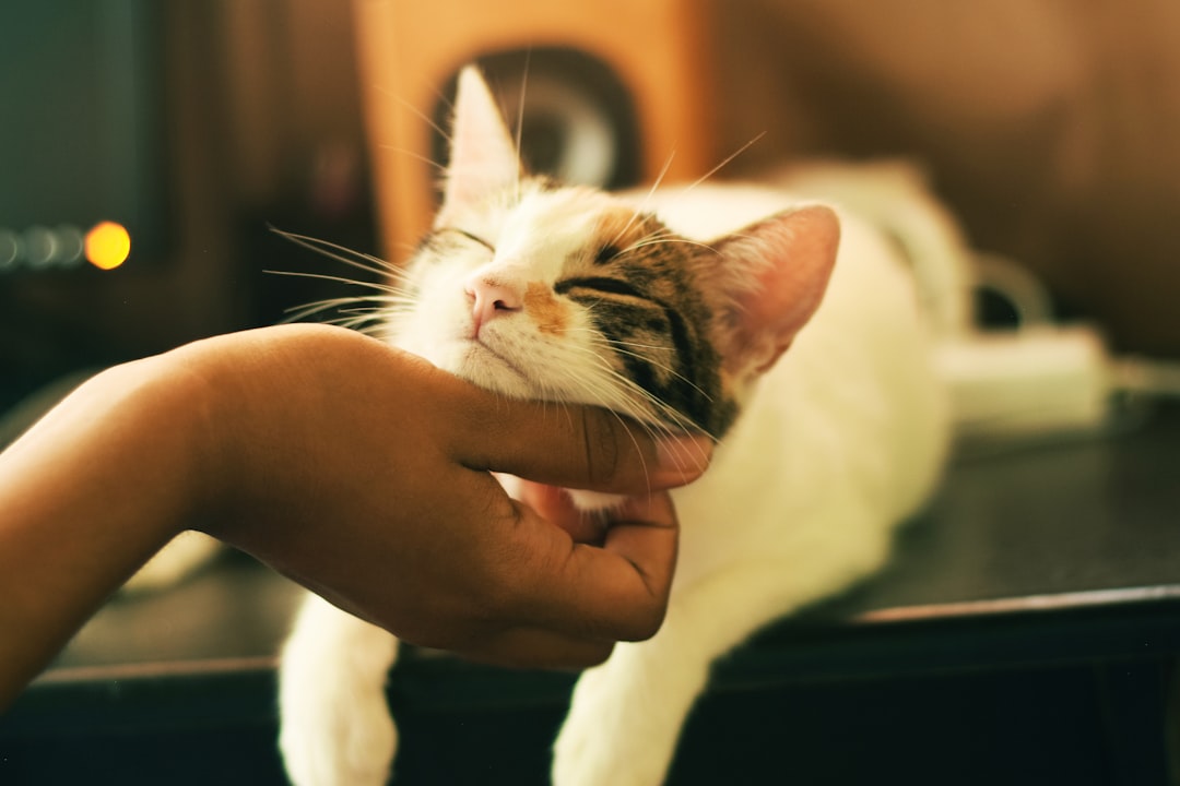 Saying Goodbye: The Importance of Pet Cremation.